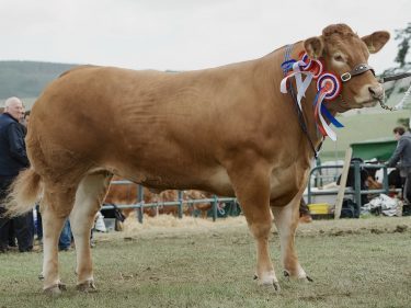 Limousin cow Poolehall Iris stood beef interbreed champion