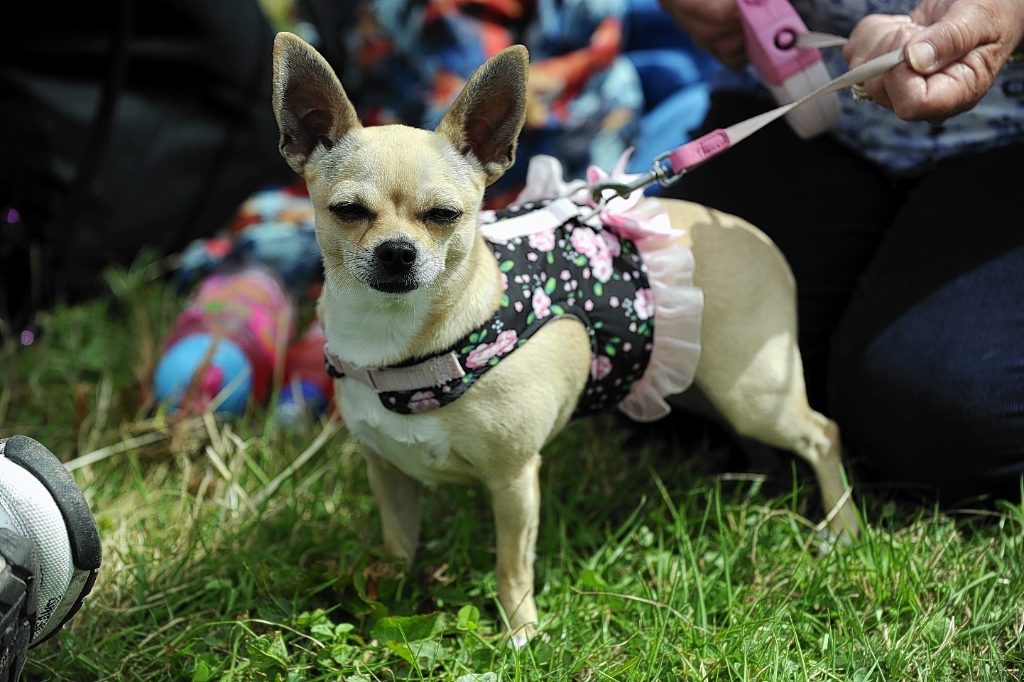 The Keith Show 2016 - Mochara, a chihuahua being enterd into one of the dog competitions.