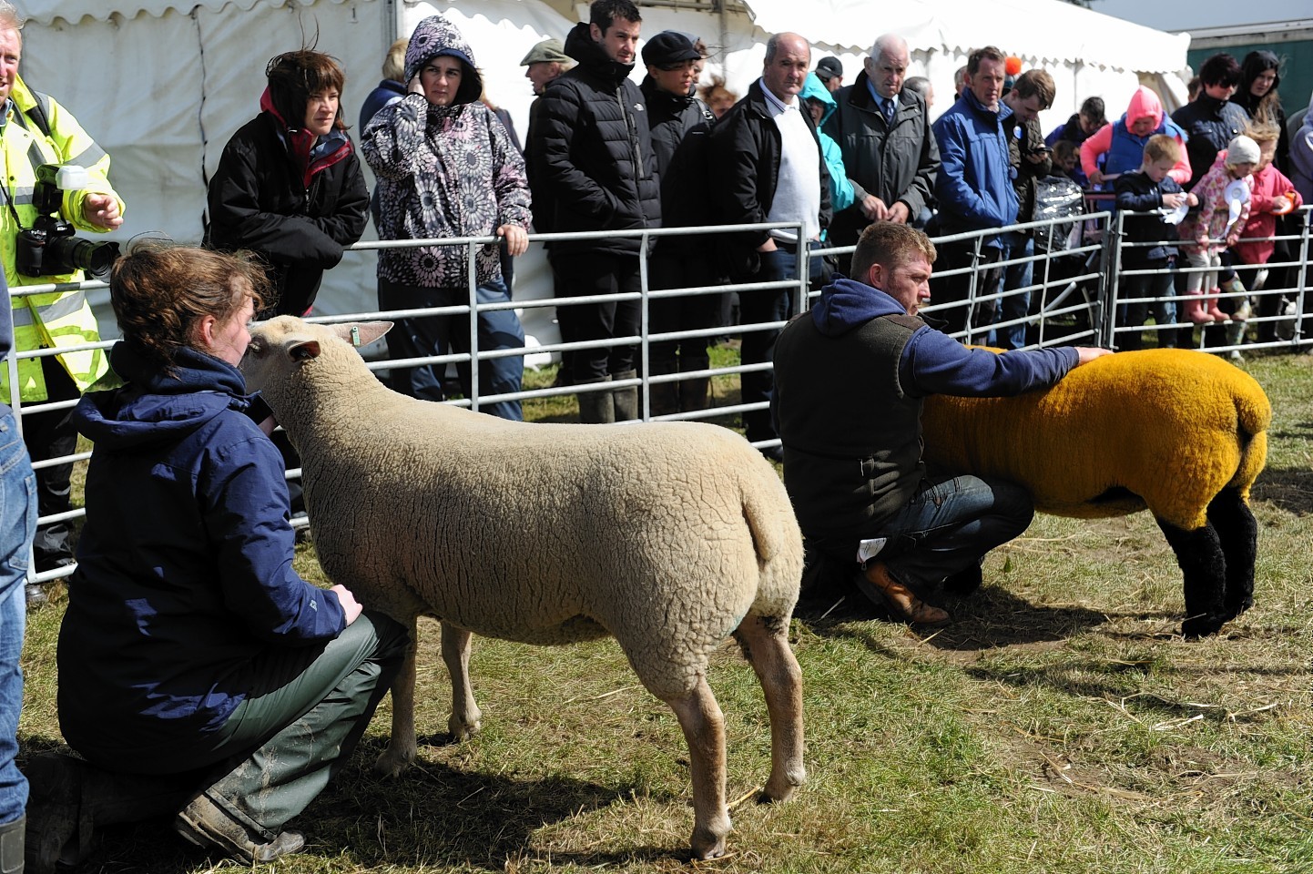 Keith Show 2016 - Sheep judging.Picture by Gordon Lennox 08/08/2016
