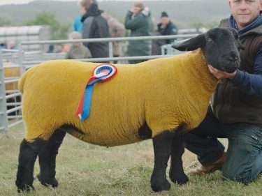 Robbie Innes' Suffolk champion