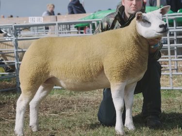 Michael Leggat's Texel champion