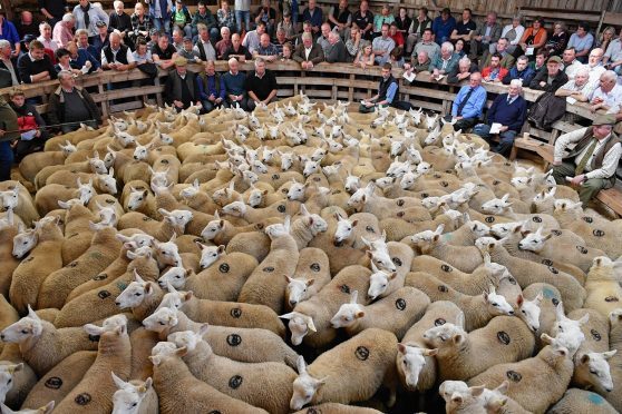 New Zealand and UK lamb producers could work together to develop new markets