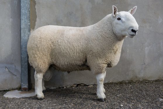 The sale topping North Country Cheviot from Orkney