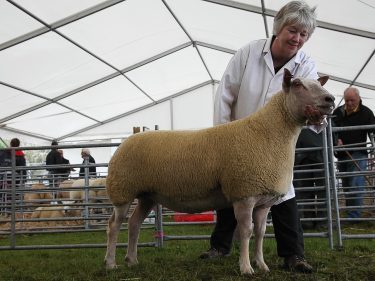 Alton and Vera Copland's Charollais stood sheep interbreed champion