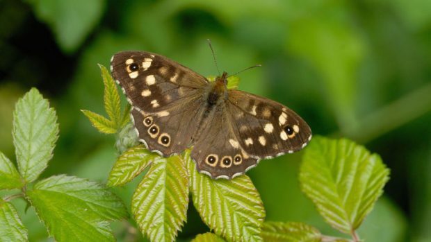 A Speckled Wood butterfly in the wild.