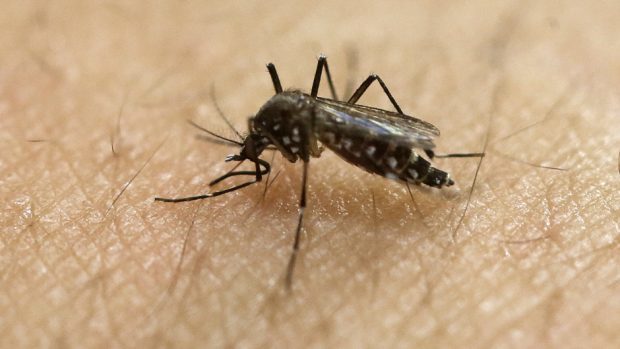 The Aedes aegypti mosquito is behind the large outbreaks of the Zika virus in Latin America and the Caribbean (AP)