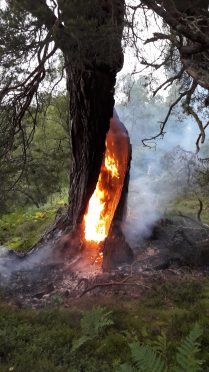 The fire within a  Scots Pine at Rothiemurchus Estate