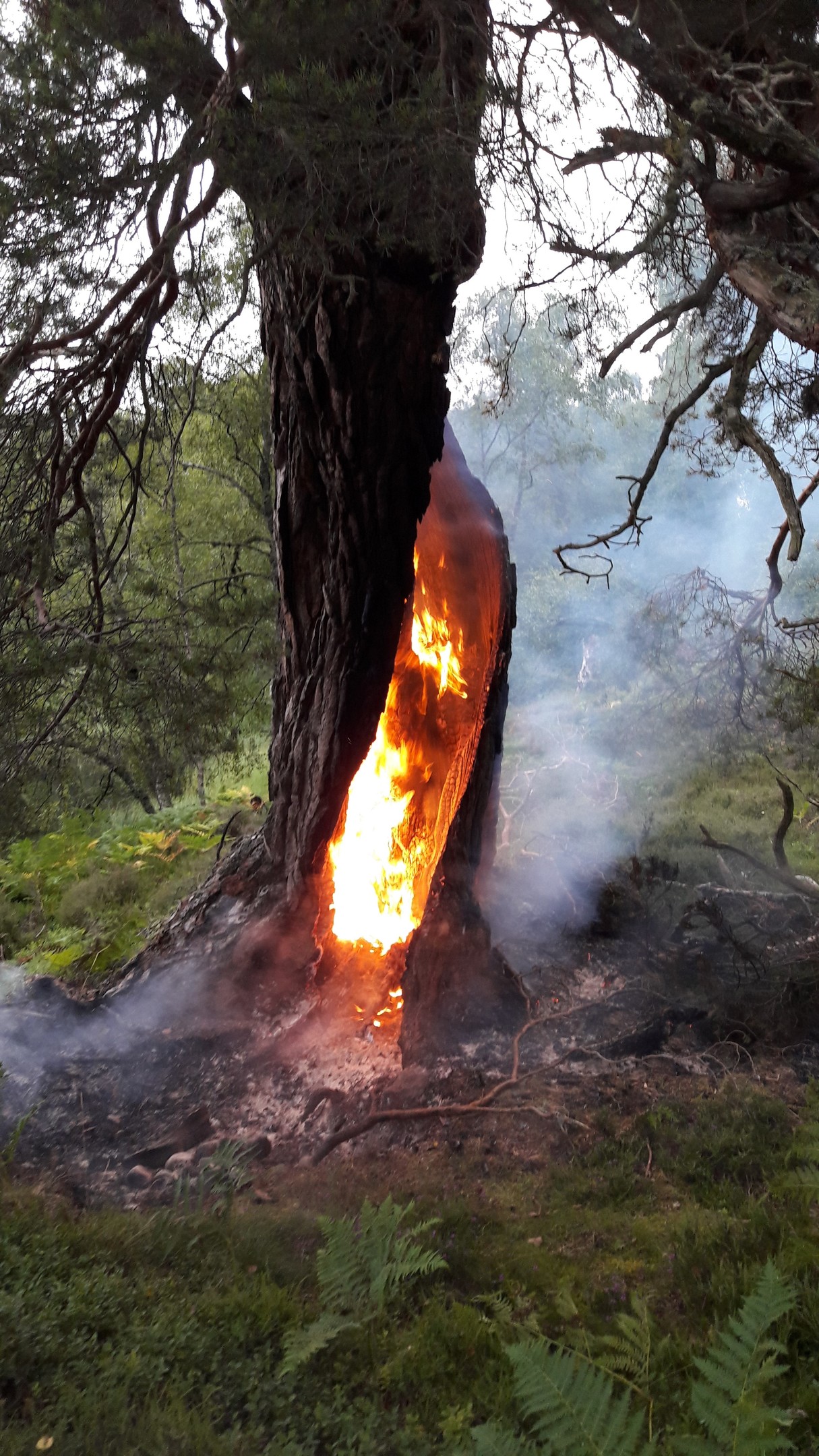 The fire within a Scots Pine at Rothiemurchus Estate