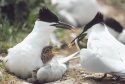 A family of Sandwich Terns,