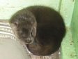 The Skye otter cub