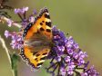 A small tortoiseshell. Picture by Ian A Kirk
