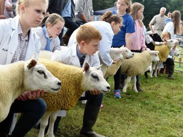 Sheep judging