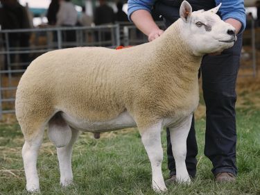 The Texel champion selling to Harestone