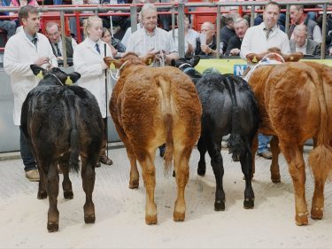 Line-up of champions at the Thainstone Spectacular