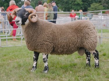 The Blackie champion stood reserve interbreed