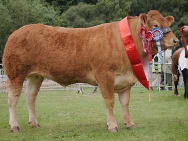 Aileen Ritchie's Limousin champion