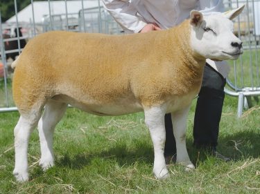 The Knox family's Texel gimmer stood sheep interbreed champion