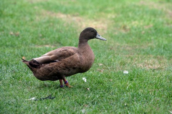 Approximately 230 Khaki Campbell and French Cherry Valley ducks, worth more than £3,500, were snatched from a shed near the village of Laurencekirk.