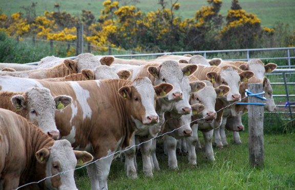 Spring calving is becoming more popular