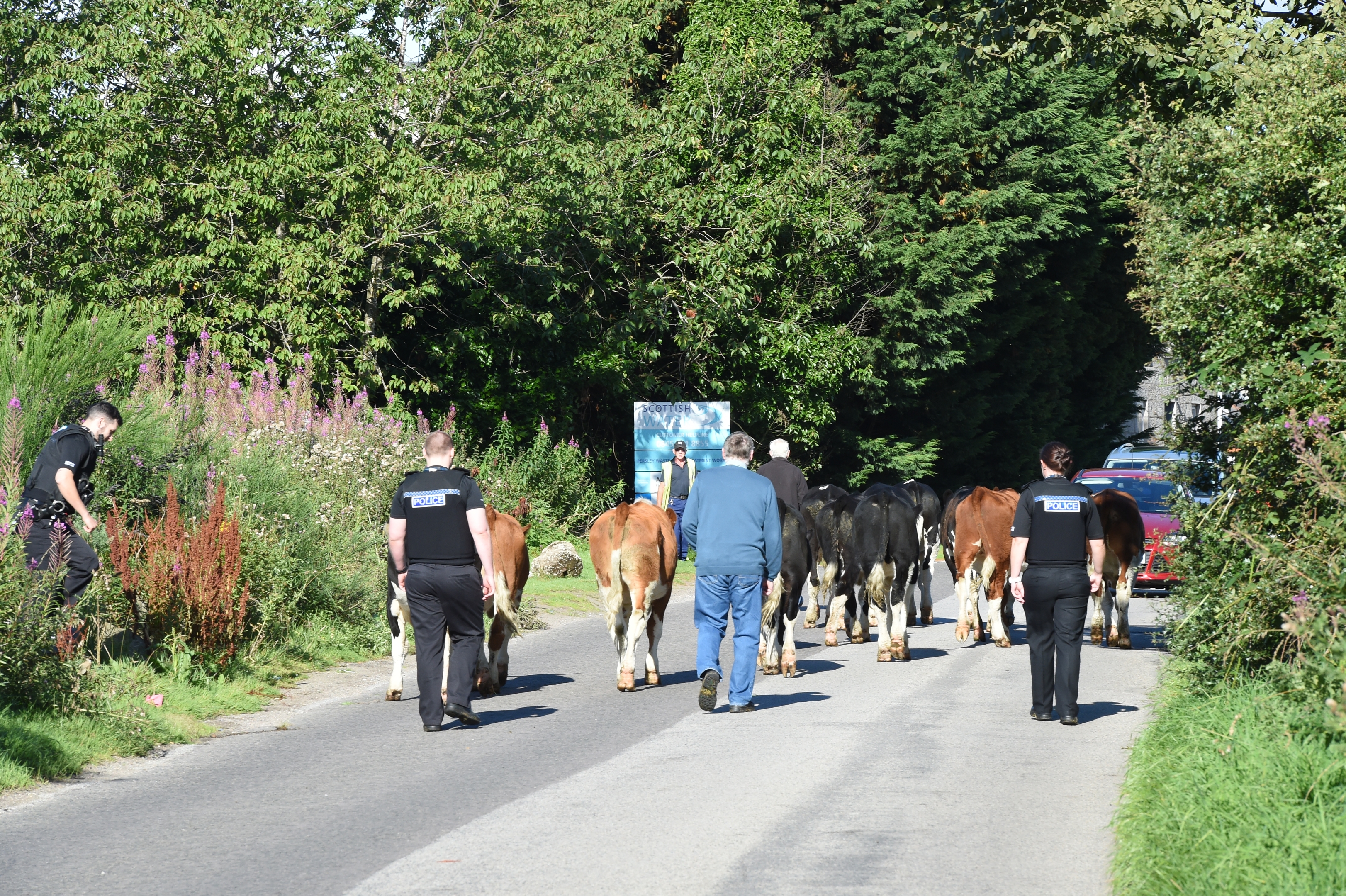 Officers helped the owners escort the cows home. Pics by Kevin Emslie