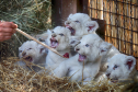 A zoo worker feeds five new-born white lion cubs in a private zoo in the village of Demydiv 50 kilometres west of Kiev, Ukraine