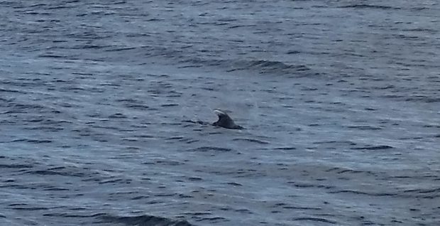 What appears to be a dolphin swimming in Loch Ness