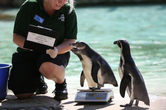 Penguin chick Bracchino at the annual at ZSL London Zoo weigh-in