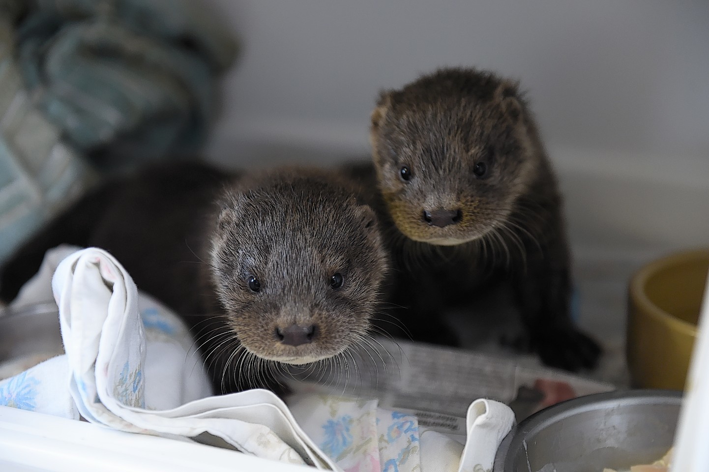The New Arc otters, Dee and Don