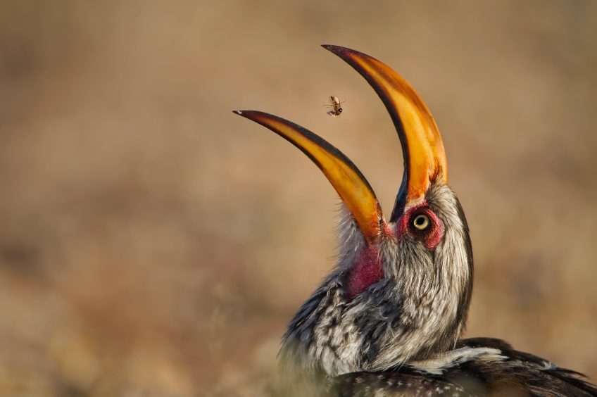 "Termite Tossing" by Willem Kruger