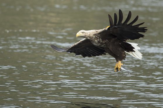 The creature was photographed by Norman Watson