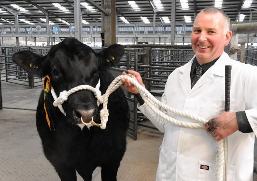 Herdsman Andrew Reid with a heifer at the Black Beauty Bonanza a few years ago