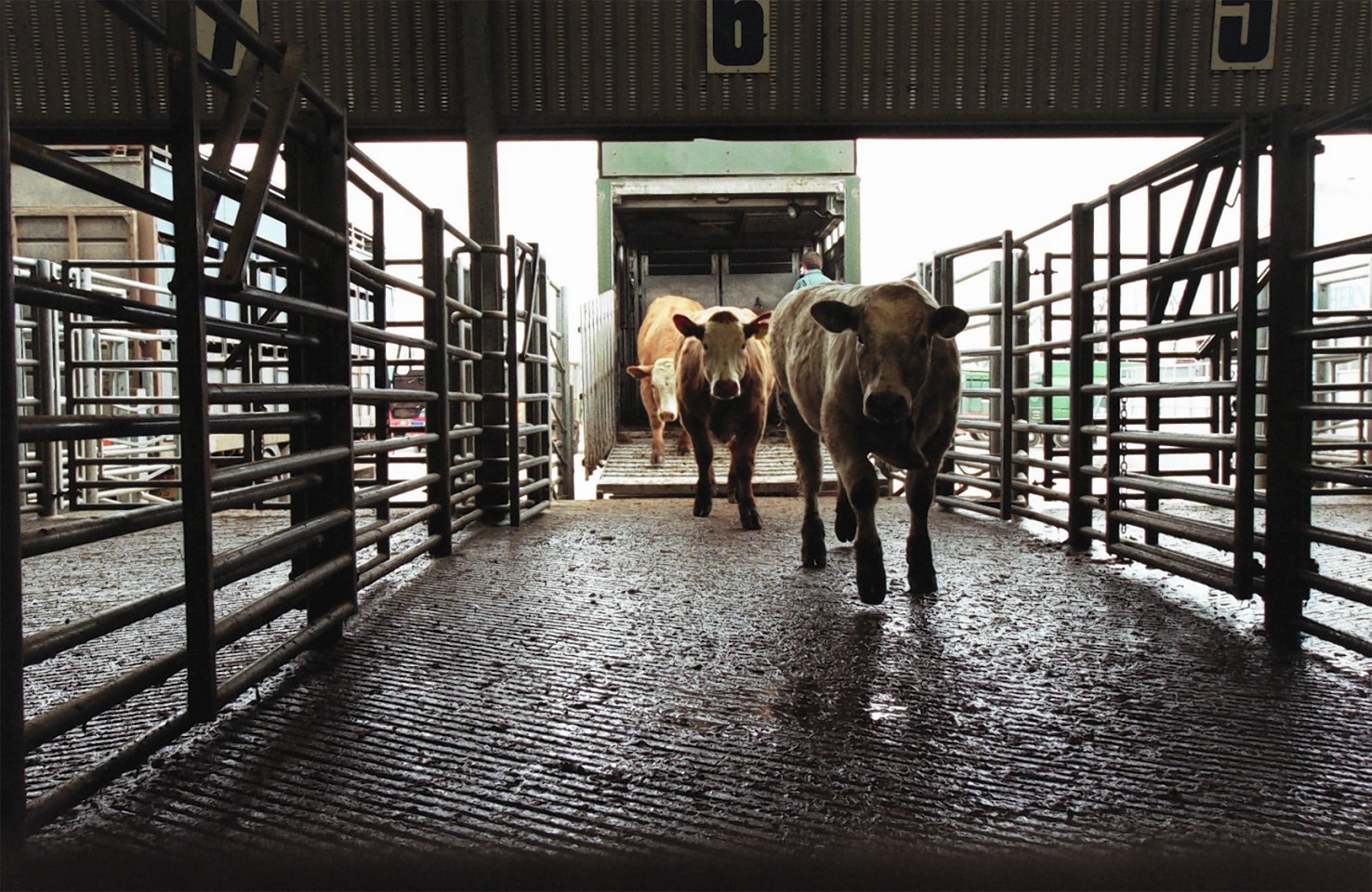 The new cattle movements recording system comes into place at the end of the year.