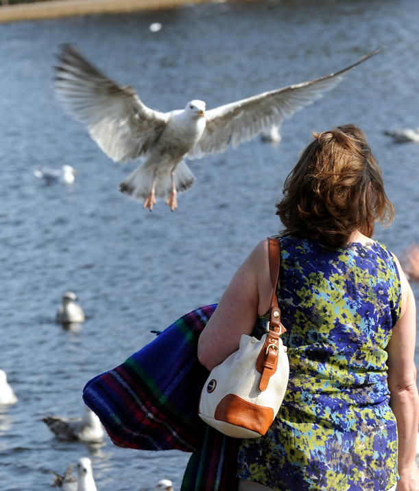 Calls have been made for residents to stop feeding the birds in Elgin's Cooper Park.