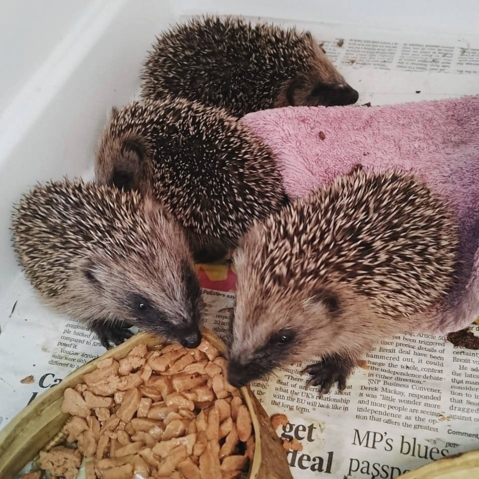 Four baby hedgehogs arrived at the New Arc yesterday