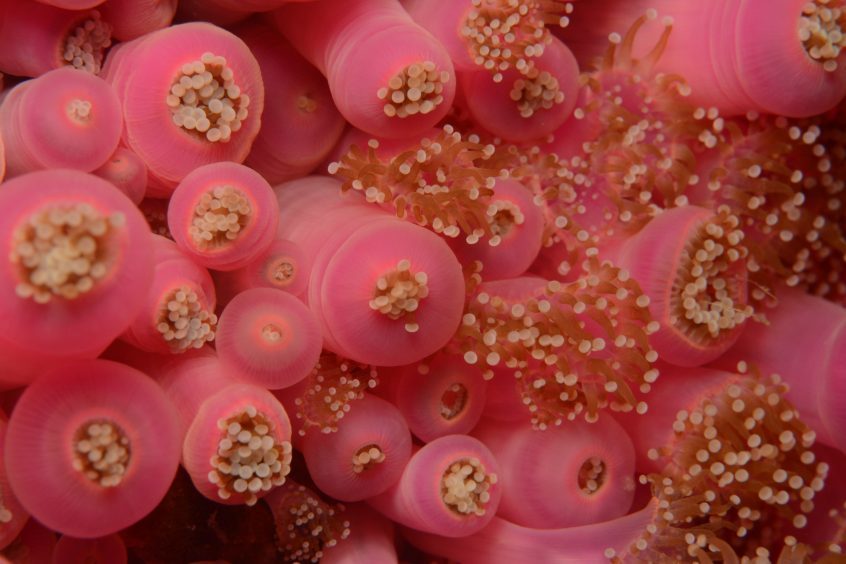 A cluster of pink jewel anemones - Dun Arch, St Kilda.