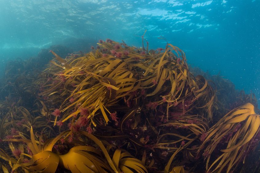 A kelp forest in shallow waters. IMage: