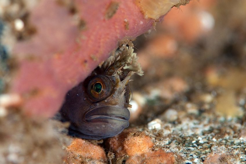 A Yarell's blenny in a sea cave in North Rona.