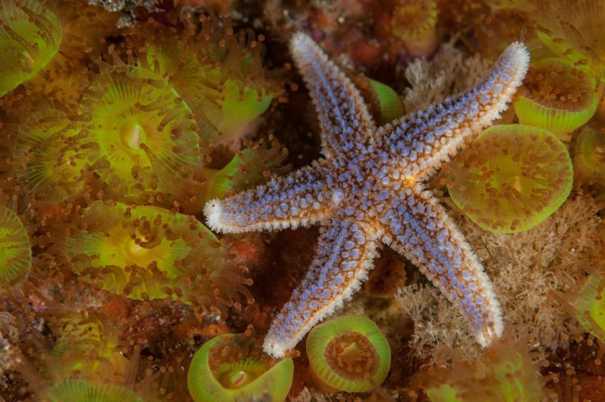 A common starfish on jewel anemones - Dun Arch, St Kilda.