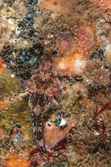 A long-spinned sea scorpion, North Rona, St Kilda.