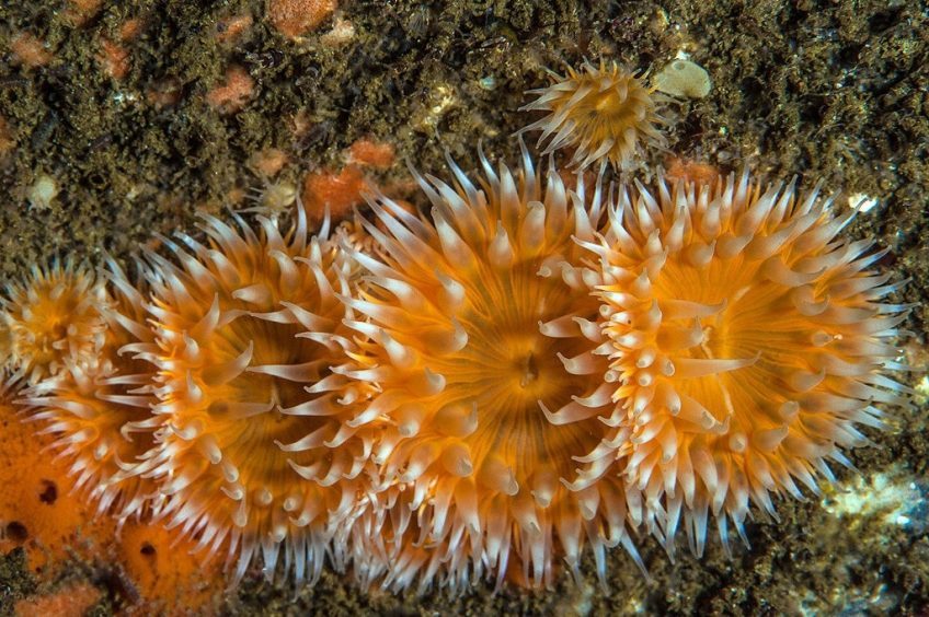 Sea anemones Sagartia elegans in a sea cave in North Rona, St Kilda.