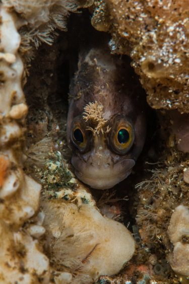 Yarrell's blenny in a rocky cave crevice at North Rona of St Kilda.