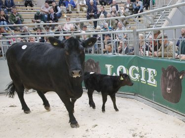 A cow and calf go through the sale ring