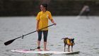 A paddleboarder and her dog on a lake