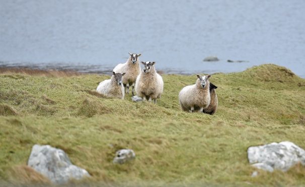 STFA says many tenant farmers are being forced out to make way for trees.