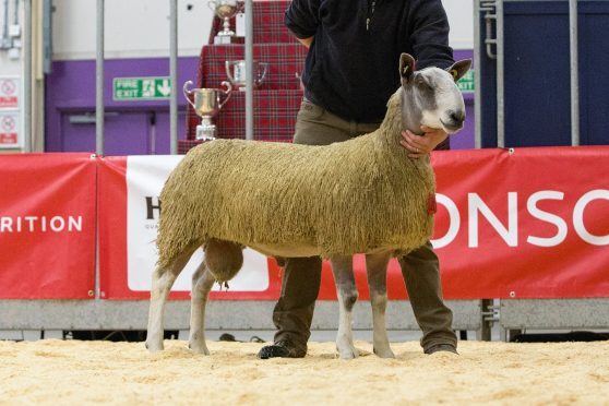 Michael Seed's Bluefaced Leicester champion sold for 800gn