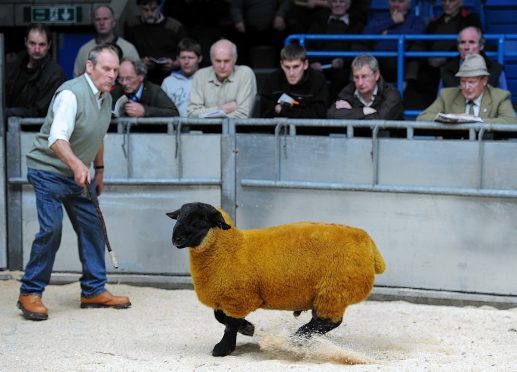 Jimmy Douglas sells a Suffolk ram at Thainstone