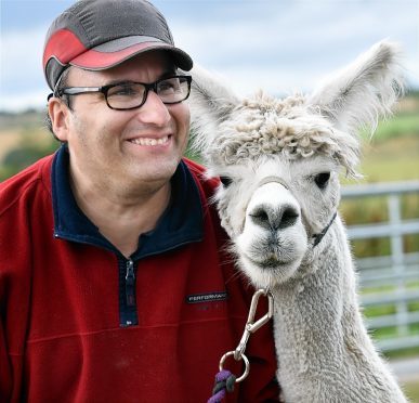 Trainee Grant Rowson with one of their alpaca launching VSA's adopt an animal scheme at its Easter Anguston Farm.
Picture by KEVIN EMSLIE