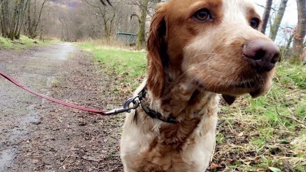 William the care home dog