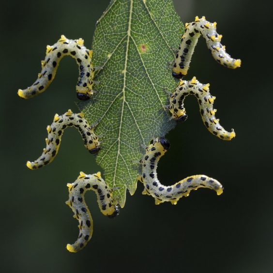 Sawfly larvae by Anthony Cooper