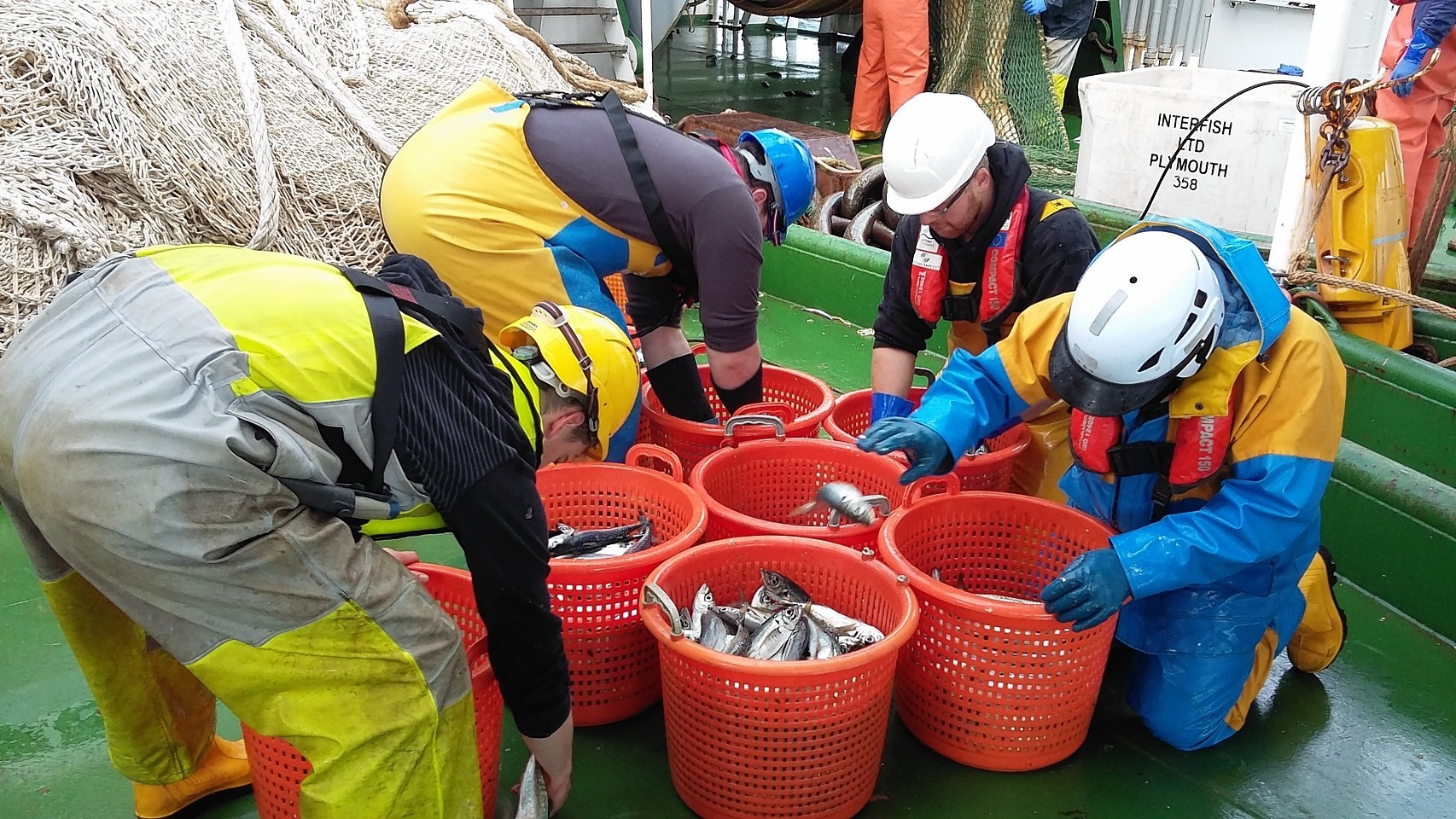 Sorting out the herring
